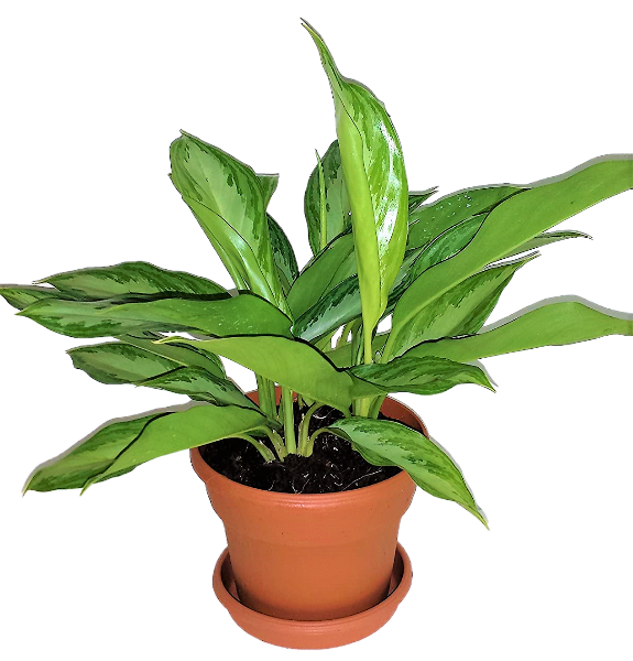 Aglaonema “Silver Queen” Chinese Evergreen Plant - www.FOP.ae Buy online Best and Healthy Plants and quality products guarantee in Dubai Plants Shop in Dubai Abu Dhabi all over UAE Plants near me Fresh Plants in Dubai where to buy plants in UAE - FOP.ae