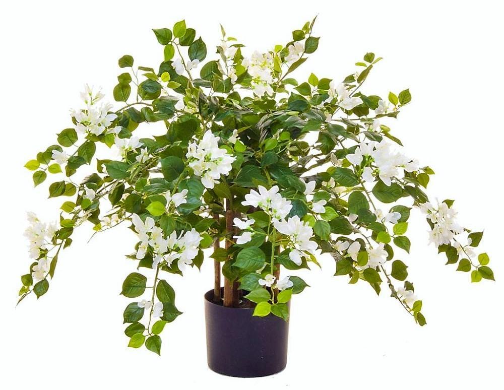 Bougainvillea Glabra White - www.FOP.ae Buy online Best and Healthy Plants and quality products guarantee in Dubai Plants Shop in Dubai Abu Dhabi all over UAE Plants near me Fresh Plants in Dubai where to buy plants in UAE - FOP.ae