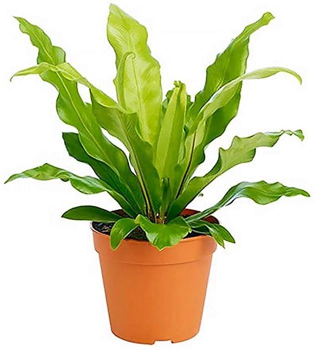Bird’s Nest Fern, Asplenium Nidus - www.FOP.ae Buy online Best and Healthy Plants and quality products guarantee in Dubai Plants Shop in Dubai Abu Dhabi all over UAE Plants near me Fresh Plants in Dubai where to buy plants in UAE - FOP.ae