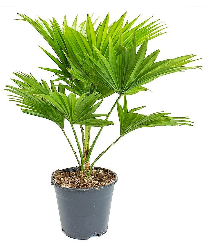Livistona Palm, Footstool Palm, Table Palm, Fan Palm - www.FOP.ae Buy online Best and Healthy Plants and quality products guarantee in Dubai Plants Shop in Dubai Abu Dhabi all over UAE Plants near me Fresh Plants in Dubai where to buy plants in UAE - FOP.ae