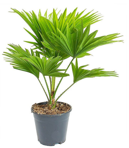Livistona Palm, Footstool Palm, Table Palm, Fan Palm - www.FOP.ae Buy online Best and Healthy Plants and quality products guarantee in Dubai Plants Shop in Dubai Abu Dhabi all over UAE Plants near me Fresh Plants in Dubai where to buy plants in UAE - FOP.ae