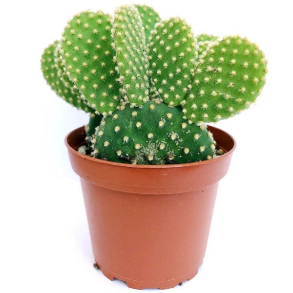Bunny Ears, Cactus Opuntia Albata - www.FOP.ae Buy online Best and Healthy Plants and quality products guarantee in Dubai Plants Shop in Dubai Abu Dhabi all over UAE Plants near me Fresh Plants in Dubai where to buy plants in UAE - FOP.ae