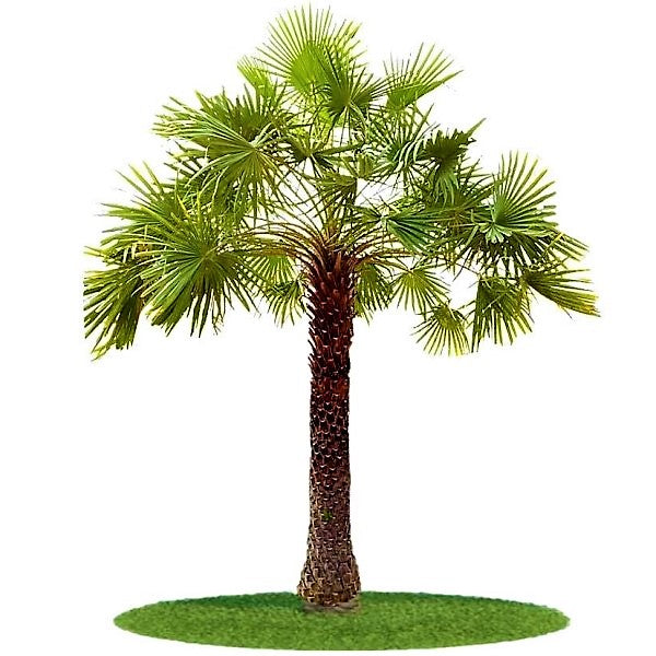 Wax Palm, Copernicia Prunifera - www.FOP.ae Buy online Best and Healthy Plants and quality products guarantee in Dubai Plants Shop in Dubai Abu Dhabi all over UAE Plants near me Fresh Plants in Dubai where to buy plants in UAE - FOP.ae