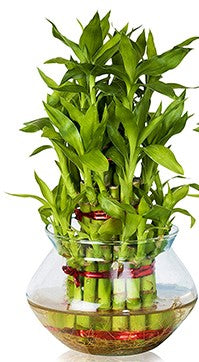 Lucky Bamboo Steps, Dracaena Sanderiana - www.FOP.ae Buy online Best and Healthy Plants and quality products guarantee in Dubai Plants Shop in Dubai Abu Dhabi all over UAE Plants near me Fresh Plants in Dubai where to buy plants in UAE - FOP.ae