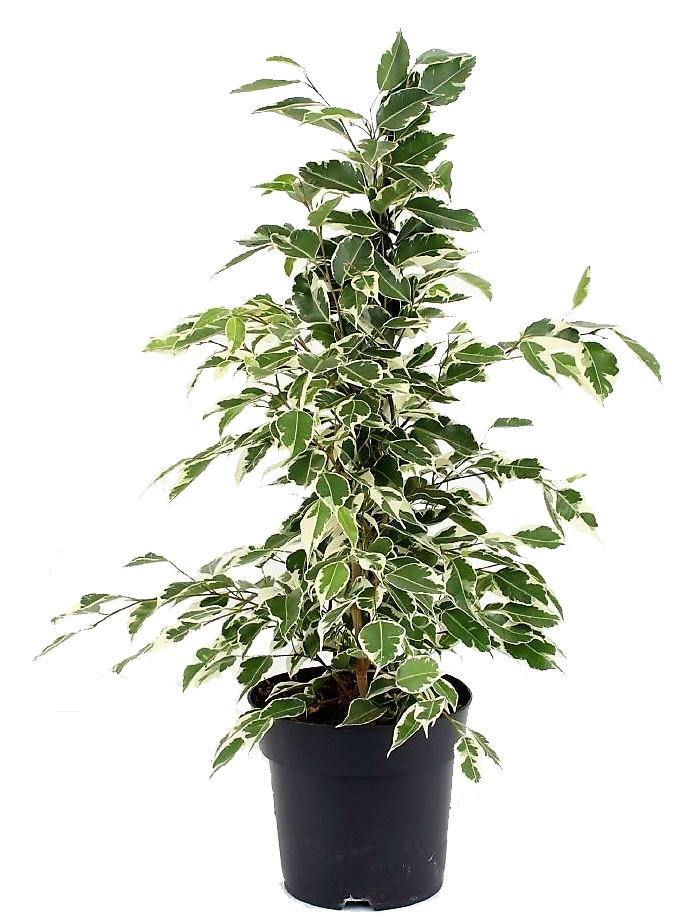 Ficus Benjamina, Twilight - www.FOP.ae Buy online Best and Healthy Plants and quality products guarantee in Dubai Plants Shop in Dubai Abu Dhabi all over UAE Plants near me Fresh Plants in Dubai where to buy plants in UAE - FOP.ae