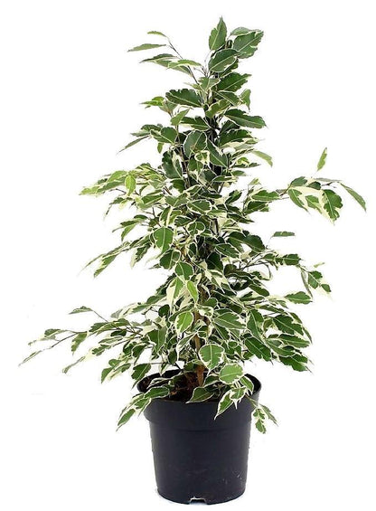 Ficus Benjamina, Twilight - www.FOP.ae Buy online Best and Healthy Plants and quality products guarantee in Dubai Plants Shop in Dubai Abu Dhabi all over UAE Plants near me Fresh Plants in Dubai where to buy plants in UAE - FOP.ae