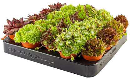 Hens & Chicks, Sempervivum, Houseleeks Mixed - www.FOP.ae Buy online Best and Healthy Plants and quality products guarantee in Dubai Plants Shop in Dubai Abu Dhabi all over UAE Plants near me Fresh Plants in Dubai where to buy plants in UAE - FOP.ae