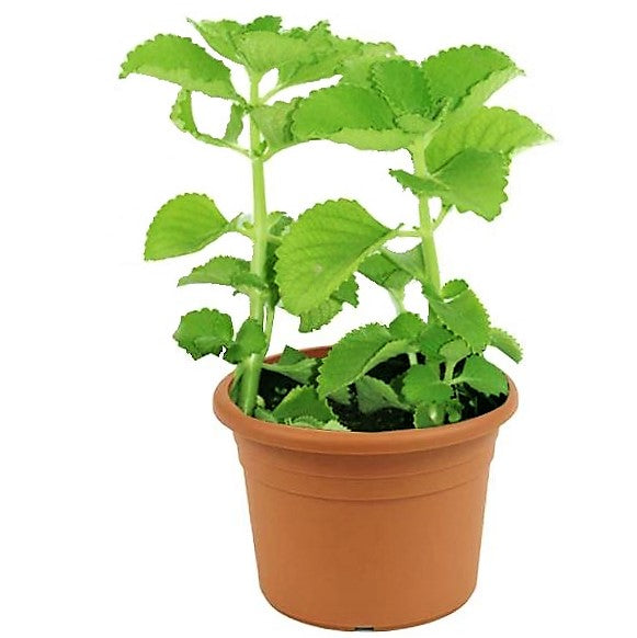 Oregano Cuban, Spanish thyme, Indian borage, Mexican mint - www.FOP.ae Buy online Best and Healthy Plants and quality products guarantee in Dubai Plants Shop in Dubai Abu Dhabi all over UAE Plants near me Fresh Plants in Dubai where to buy plants in UAE - FOP.ae