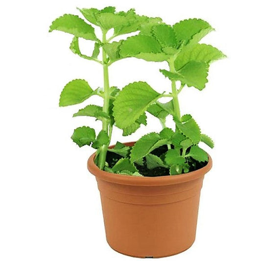 Oregano Cuban, Spanish thyme, Indian borage, Mexican mint - www.FOP.ae Buy online Best and Healthy Plants and quality products guarantee in Dubai Plants Shop in Dubai Abu Dhabi all over UAE Plants near me Fresh Plants in Dubai where to buy plants in UAE - FOP.ae