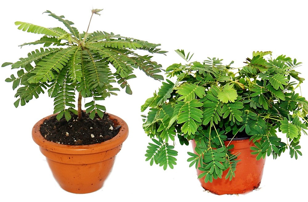 Touch me not, Mimosa Pudica - www.FOP.ae Buy online Best and Healthy Plants and quality products guarantee in Dubai Plants Shop in Dubai Abu Dhabi all over UAE Plants near me Fresh Plants in Dubai where to buy plants in UAE - FOP.ae