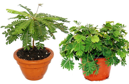 Touch me not, Mimosa Pudica - www.FOP.ae Buy online Best and Healthy Plants and quality products guarantee in Dubai Plants Shop in Dubai Abu Dhabi all over UAE Plants near me Fresh Plants in Dubai where to buy plants in UAE - FOP.ae