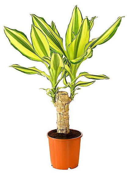 Dracaena Fragrans, Yellow Coast - www.FOP.ae Buy online Best and Healthy Plants and quality products guarantee in Dubai Plants Shop in Dubai Abu Dhabi all over UAE Plants near me Fresh Plants in Dubai where to buy plants in UAE - FOP.ae