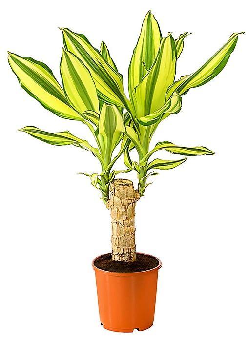 Dracaena Fragrans, Yellow Coast - www.FOP.ae Buy online Best and Healthy Plants and quality products guarantee in Dubai Plants Shop in Dubai Abu Dhabi all over UAE Plants near me Fresh Plants in Dubai where to buy plants in UAE - FOP.ae