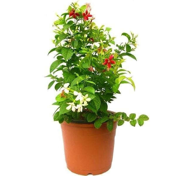 Rangoon Creeper , Quisqualis Indica, Red Jasmine - www.FOP.ae Buy online Best and Healthy Plants and quality products guarantee in Dubai Plants Shop in Dubai Abu Dhabi all over UAE Plants near me Fresh Plants in Dubai where to buy plants in UAE - FOP.ae