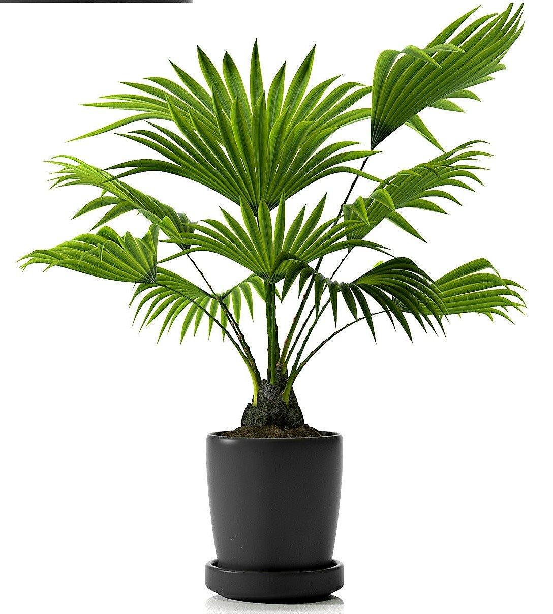 Chinese Fan Palm, Livistona Chinensis, Fountain Palm - www.FOP.ae Buy online Best and Healthy Plants and quality products guarantee in Dubai Plants Shop in Dubai Abu Dhabi all over UAE Plants near me Fresh Plants in Dubai where to buy plants in UAE - FOP.ae