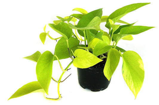 Neon Pothos - www.FOP.ae Buy online Best and Healthy Plants and quality products guarantee in Dubai Plants Shop in Dubai Abu Dhabi all over UAE Plants near me Fresh Plants in Dubai where to buy plants in UAE - FOP.ae