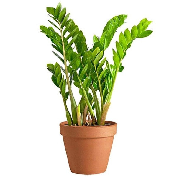 ZZ Plant, Zamioculcas Zamiifolia, Zanzibar Gem - www.FOP.ae Buy online Best and Healthy Plants and quality products guarantee in Dubai Plants Shop in Dubai Abu Dhabi all over UAE Plants near me Fresh Plants in Dubai where to buy plants in UAE - FOP.ae