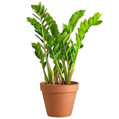ZZ Plant, Zamioculcas Zamiifolia, Zanzibar Gem - www.FOP.ae Buy online Best and Healthy Plants and quality products guarantee in Dubai Plants Shop in Dubai Abu Dhabi all over UAE Plants near me Fresh Plants in Dubai where to buy plants in UAE - FOP.ae