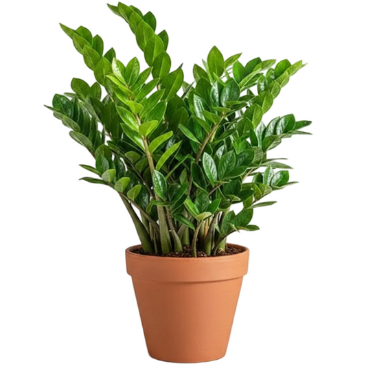 ZZ Plant, Zamioculcas Zamiifolia, Zanzibar Gem