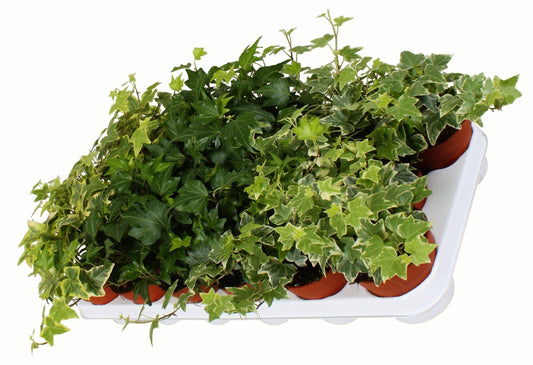 Hedera helix or English Ivy (Mixed Per Plant) - www.FOP.ae Buy online Best and Healthy Plants and quality products guarantee in Dubai Plants Shop in Dubai Abu Dhabi all over UAE Plants near me Fresh Plants in Dubai where to buy plants in UAE - FOP.ae