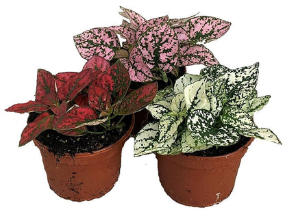 Polka Dot Plant, Hypoestes Phyllostachya Outdoor - www.FOP.ae Buy online Best and Healthy Plants and quality products guarantee in Dubai Plants Shop in Dubai Abu Dhabi all over UAE Plants near me Fresh Plants in Dubai where to buy plants in UAE - FOP.ae