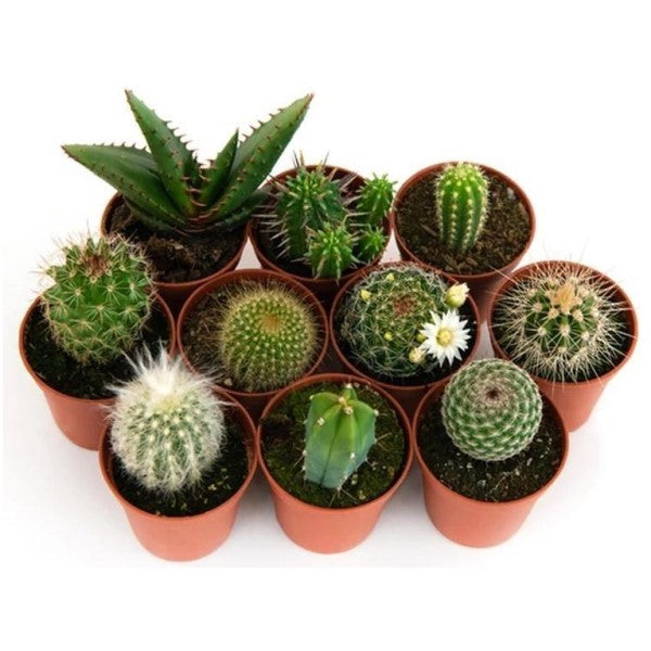 Cactus Mix - www.FOP.ae Buy online Best and Healthy Plants and quality products guarantee in Dubai Plants Shop in Dubai Abu Dhabi all over UAE Plants near me Fresh Plants in Dubai where to buy plants in UAE - FOP.ae
