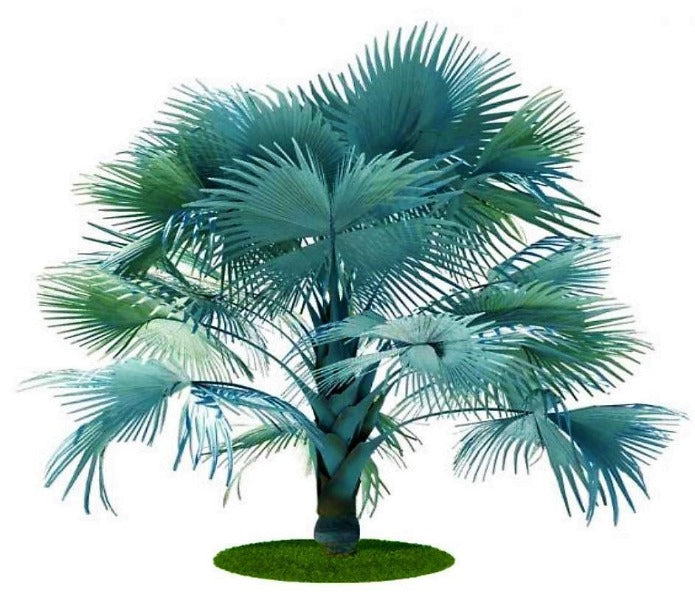 Bismark Palm, Bismarckia Nobilis - www.FOP.ae Buy online Best and Healthy Plants and quality products guarantee in Dubai Plants Shop in Dubai Abu Dhabi all over UAE Plants near me Fresh Plants in Dubai where to buy plants in UAE - FOP.ae