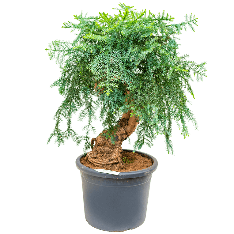 Araucaria Bonsai Decor - www.FOP.ae Buy online Best and Healthy Plants and quality products guarantee in Dubai Plants Shop in Dubai Abu Dhabi all over UAE Plants near me Fresh Plants in Dubai where to buy plants in UAE - FOP.ae
