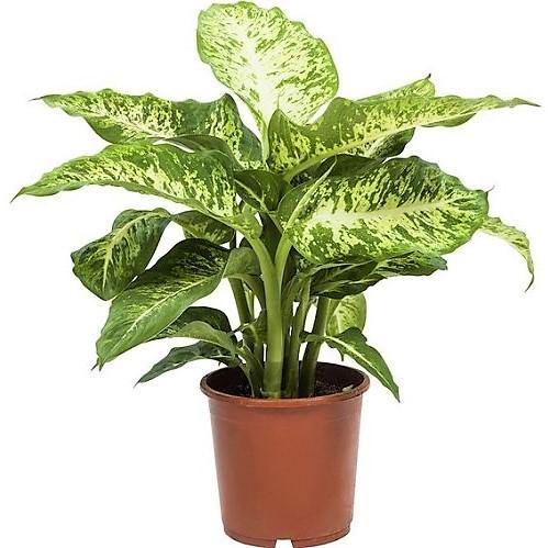 Dieffenbachia Seguine, Maroba, Mars - www.FOP.ae Buy online Best and Healthy Plants and quality products guarantee in Dubai Plants Shop in Dubai Abu Dhabi all over UAE Plants near me Fresh Plants in Dubai where to buy plants in UAE - FOP.ae