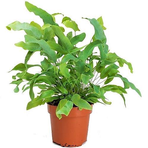 Blue Star Fern, Phlebodium Blue Star - www.FOP.ae Buy online Best and Healthy Plants and quality products guarantee in Dubai Plants Shop in Dubai Abu Dhabi all over UAE Plants near me Fresh Plants in Dubai where to buy plants in UAE - FOP.ae