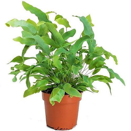 Blue Star Fern, Phlebodium Blue Star - www.FOP.ae Buy online Best and Healthy Plants and quality products guarantee in Dubai Plants Shop in Dubai Abu Dhabi all over UAE Plants near me Fresh Plants in Dubai where to buy plants in UAE - FOP.ae
