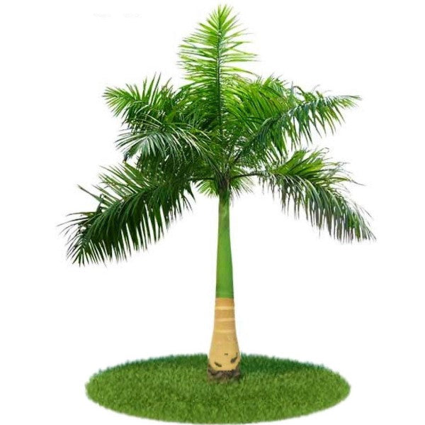 Royal Palm, Roystonia Regia - www.FOP.ae Buy online Best and Healthy Plants and quality products guarantee in Dubai Plants Shop in Dubai Abu Dhabi all over UAE Plants near me Fresh Plants in Dubai where to buy plants in UAE - FOP.ae