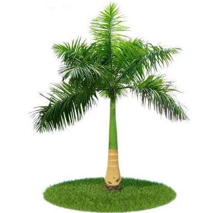 Royal Palm, Roystonia Regia - www.FOP.ae Buy online Best and Healthy Plants and quality products guarantee in Dubai Plants Shop in Dubai Abu Dhabi all over UAE Plants near me Fresh Plants in Dubai where to buy plants in UAE - FOP.ae