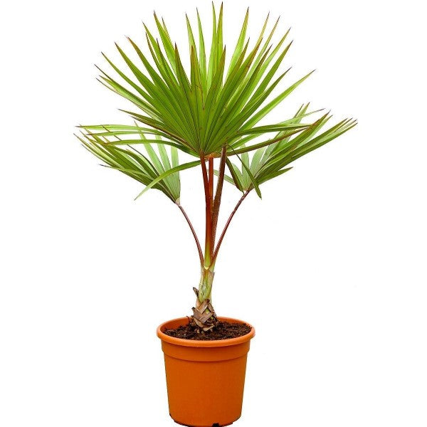 Red Latan Palm, Latania Lontaroides - www.FOP.ae Buy online Best and Healthy Plants and quality products guarantee in Dubai Plants Shop in Dubai Abu Dhabi all over UAE Plants near me Fresh Plants in Dubai where to buy plants in UAE - FOP.ae