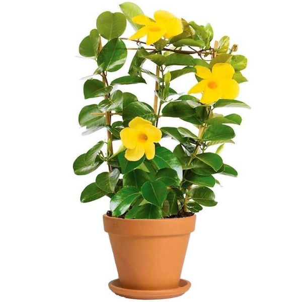 Yellow Bell Climber, Mandevilla Splendens - www.FOP.ae Buy online Best and Healthy Plants and quality products guarantee in Dubai Plants Shop in Dubai Abu Dhabi all over UAE Plants near me Fresh Plants in Dubai where to buy plants in UAE - FOP.ae
