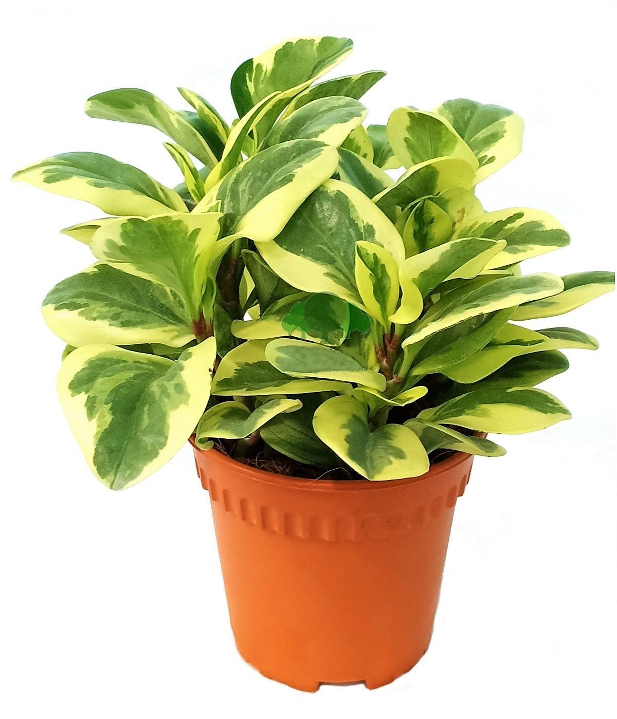 Peperomia marble, Variegated Peperomia - www.FOP.ae Buy online Best and Healthy Plants and quality products guarantee in Dubai Plants Shop in Dubai Abu Dhabi all over UAE Plants near me Fresh Plants in Dubai where to buy plants in UAE - FOP.ae