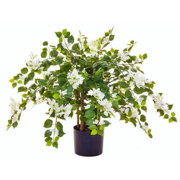 Bougainvillea Glabra White - www.FOP.ae Buy online Best and Healthy Plants and quality products guarantee in Dubai Plants Shop in Dubai Abu Dhabi all over UAE Plants near me Fresh Plants in Dubai where to buy plants in UAE - FOP.ae