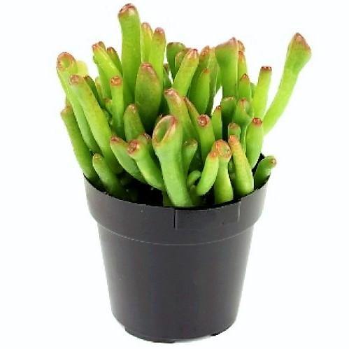 Crassula Ovata, Hobbit - www.FOP.ae Buy online Best and Healthy Plants and quality products guarantee in Dubai Plants Shop in Dubai Abu Dhabi all over UAE Plants near me Fresh Plants in Dubai where to buy plants in UAE - FOP.ae