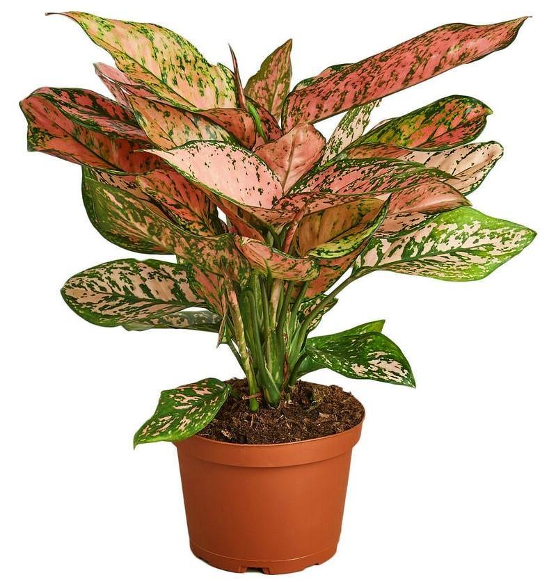 Aglonema sp, Lady Valentine - www.FOP.ae Buy online Best and Healthy Plants and quality products guarantee in Dubai Plants Shop in Dubai Abu Dhabi all over UAE Plants near me Fresh Plants in Dubai where to buy plants in UAE - FOP.ae