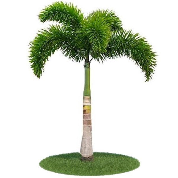 Foxtail Palm, Wodyetia Bifurcata - www.FOP.ae Buy online Best and Healthy Plants and quality products guarantee in Dubai Plants Shop in Dubai Abu Dhabi all over UAE Plants near me Fresh Plants in Dubai where to buy plants in UAE - FOP.ae