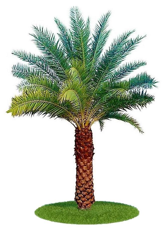 Silver Date Palm, Phoenix Sylvestris, Wild Date Palm - www.FOP.ae Buy online Best and Healthy Plants and quality products guarantee in Dubai Plants Shop in Dubai Abu Dhabi all over UAE Plants near me Fresh Plants in Dubai where to buy plants in UAE - FOP.ae