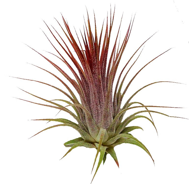 Tillandsia Lonantha Red Clumb - www.FOP.ae Buy online Best and Healthy Plants and quality products guarantee in Dubai Plants Shop in Dubai Abu Dhabi all over UAE Plants near me Fresh Plants in Dubai where to buy plants in UAE - FOP.ae