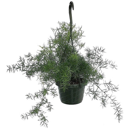 Asparagus Hanging - www.FOP.ae Buy online Best and Healthy Plants and quality products guarantee in Dubai Plants Shop in Dubai Abu Dhabi all over UAE Plants near me Fresh Plants in Dubai where to buy plants in UAE - FOP.ae