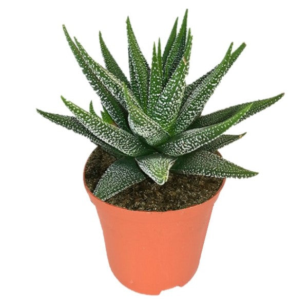 Zebra Cactus, Haworthia Fasciata Concolor - www.FOP.ae Buy online Best and Healthy Plants and quality products guarantee in Dubai Plants Shop in Dubai Abu Dhabi all over UAE Plants near me Fresh Plants in Dubai where to buy plants in UAE - FOP.ae