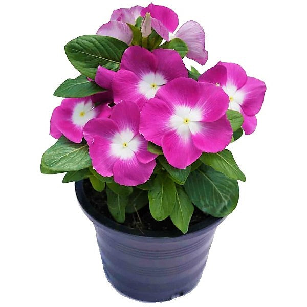 Vinca Flowers (small) - www.FOP.ae Buy online Best and Healthy Plants and quality products guarantee in Dubai Plants Shop in Dubai Abu Dhabi all over UAE Plants near me Fresh Plants in Dubai where to buy plants in UAE - FOP.ae