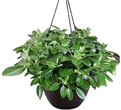 Green Leaf Peperomia , Peperomia Angulate - www.FOP.ae Buy online Best and Healthy Plants and quality products guarantee in Dubai Plants Shop in Dubai Abu Dhabi all over UAE Plants near me Fresh Plants in Dubai where to buy plants in UAE - FOP.ae