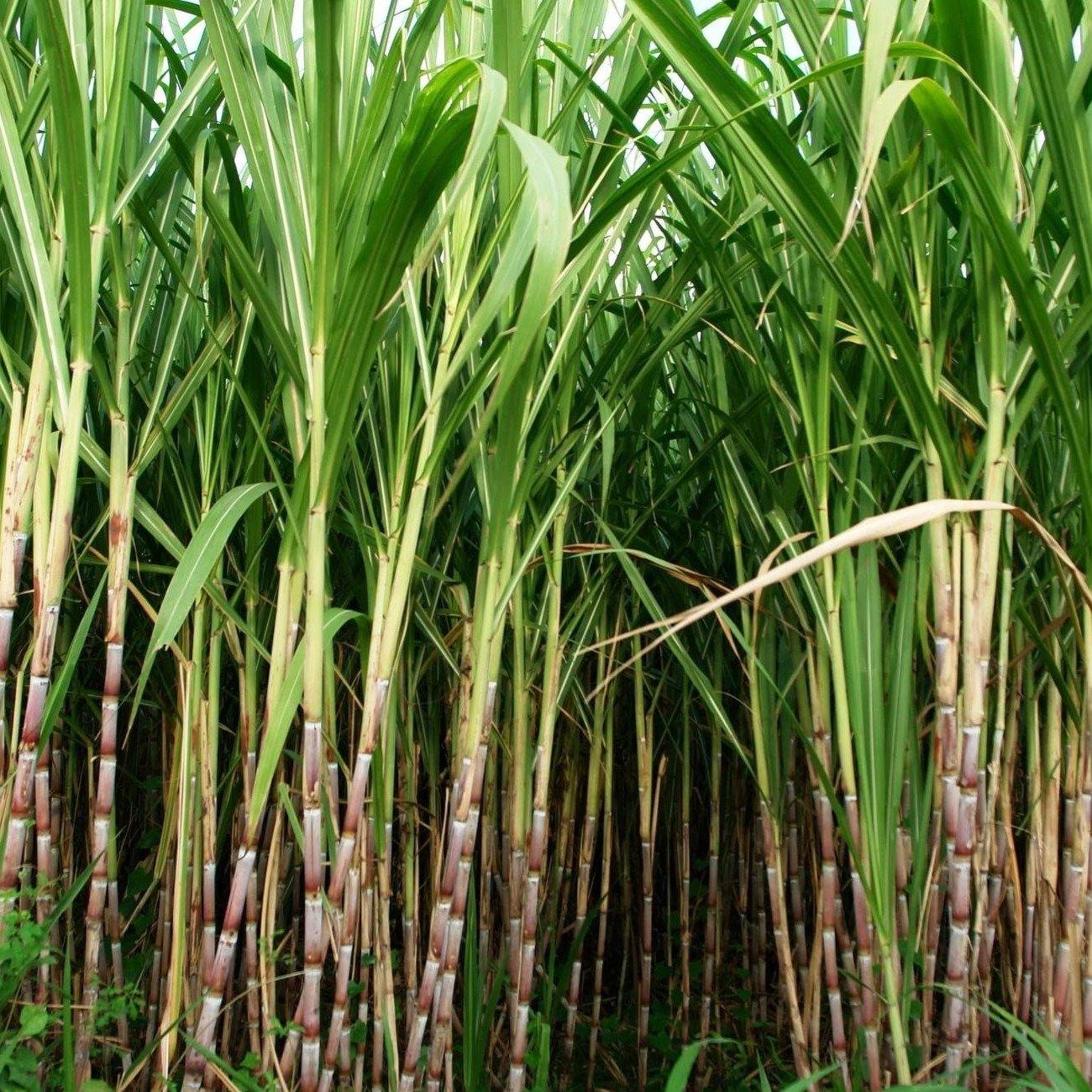 Saccharum Officinarum, Sugarcane, قصب السكر - www.FOP.ae Buy online Best and Healthy Plants and quality products guarantee in Dubai Plants Shop in Dubai Abu Dhabi all over UAE Plants near me Fresh Plants in Dubai where to buy plants in UAE - FOP.ae