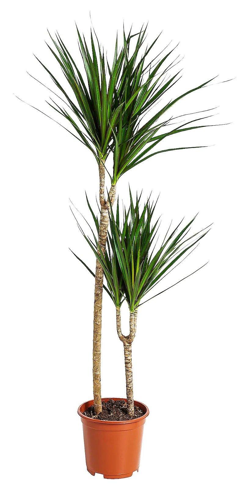 Dracaena Marginata - www.FOP.ae Buy online Best and Healthy Plants and quality products guarantee in Dubai Plants Shop in Dubai Abu Dhabi all over UAE Plants near me Fresh Plants in Dubai where to buy plants in UAE - FOP.ae
