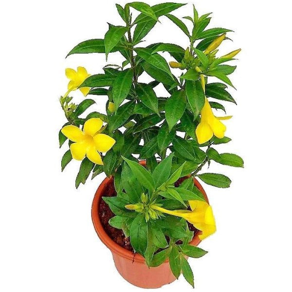Allamanda Cathartica, Golden Trumpet - www.FOP.ae Buy online Best and Healthy Plants and quality products guarantee in Dubai Plants Shop in Dubai Abu Dhabi all over UAE Plants near me Fresh Plants in Dubai where to buy plants in UAE - FOP.ae