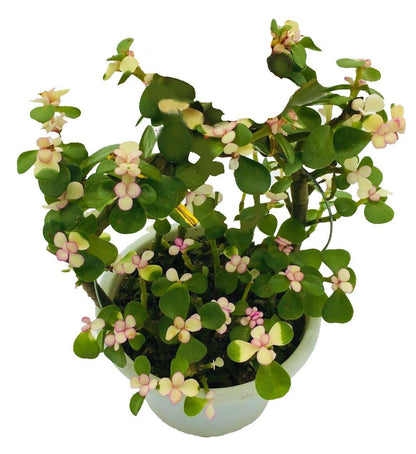 Elephant Bush, Portulacaria - www.FOP.ae Buy online Best and Healthy Plants and quality products guarantee in Dubai Plants Shop in Dubai Abu Dhabi all over UAE Plants near me Fresh Plants in Dubai where to buy plants in UAE - FOP.ae